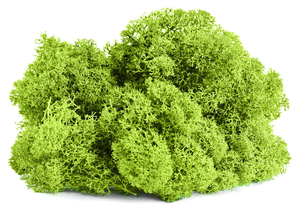 SuperMoss 2 oz. Reindeer Moss in Apple Green